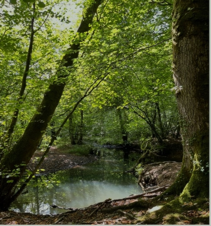 Woodland River